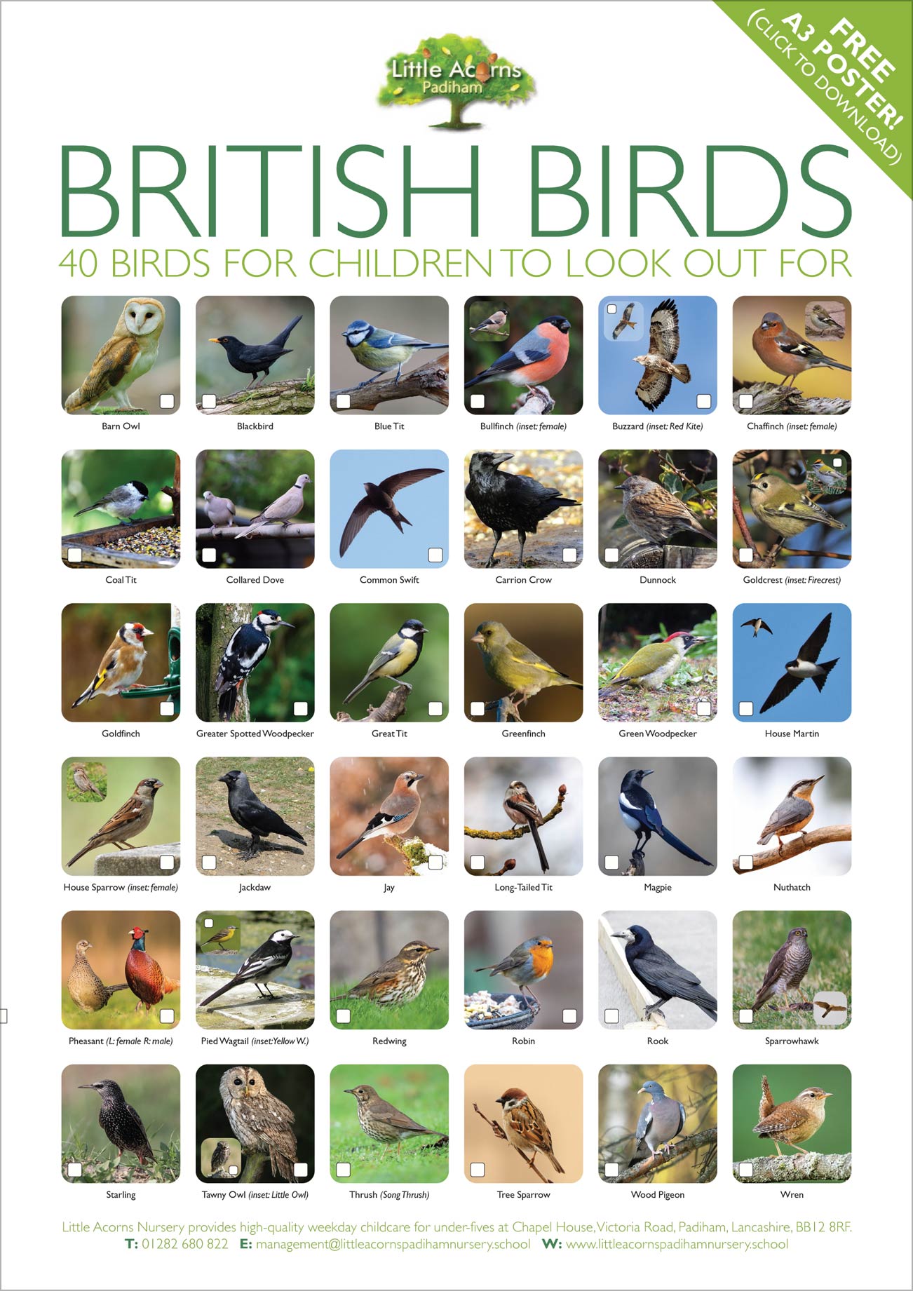 Preview of the A3 British Birds poster for families to download and print out (click to download or see instructions below).