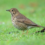 Song thrushes have declined by 80% since the survey began. Song thrushes have declined by 80% since the survey began.