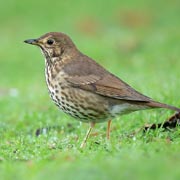 Song thrushes have declined by 80% since the survey began.