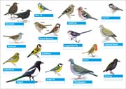 Once enrolled, you'll then be sent a free guide with visual reference of the birds to look out for during your survey.