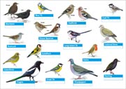 Once enrolled, you'll then be sent a free guide with visual reference of the birds to look out for during your survey. Once enrolled, you'll then be sent a free guide with visual reference of the birds to look out for during your survey.