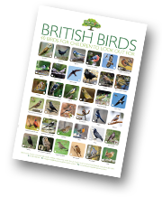If your children enjoy the RSPB Big Garden Birdwatch, encourage them to download our free poster that identifies 40 different species.