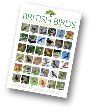 If your children enjoy the RSPB Big Garden Birdwatch, encourage them to download our free poster that identifies 40 different species. If your children enjoy the RSPB Big Garden Birdwatch, encourage them to download our free poster that identifies 40 different species.