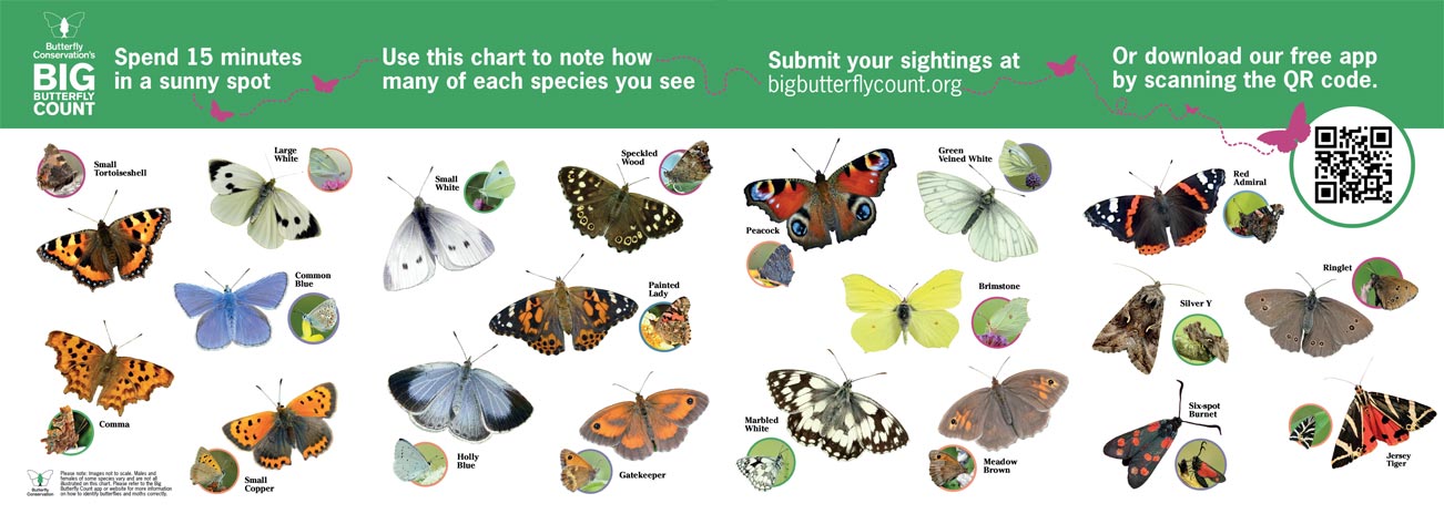 The butterfly identification sheet for England for 2024's Big Butterfly Count The butterfly identification sheet for England for 2024's Big Butterfly Count
