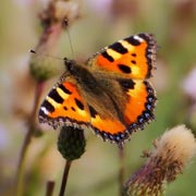 Children and families can help butterflies in other simple ways too. Children and families can help butterflies in other simple ways too.
