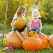 A simple but fun activity for children in the run-up to Halloween is to pick pumpkins. A simple but fun activity for children in the run-up to Halloween is to pick pumpkins.