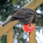 A super-simple bird feeder made from an apple. A super-simple bird feeder made from an apple.