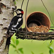 A greater spotted woodpecker. A greater spotted woodpecker.
