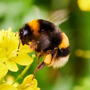 Nectar baskets are the little yellow leg pouches that some bees have to collect nectar for transporting to the hive. Nectar baskets are the little yellow leg pouches that some bees have to collect nectar for transporting to the hive.