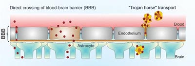 The Blood-Brain Barrier (BBB) The Blood-Brain Barrier (BBB)