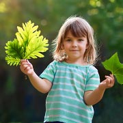 Take time to encourage children to take a good look at the beauty and structure of leaves up close. Take time to encourage children to take a good look at the beauty and structure of leaves up close.